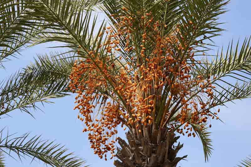 خرما پیارم ساغر شیرین و گوشتی ممتاز با طعم طبیعی کاراملی